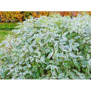 Drieň biely (Cornus alba) ´ELEGANTISSIMA´ - výška 40-60 cm, kont. C3L